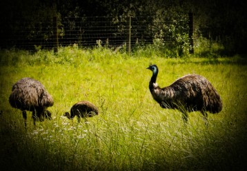 DSC05722-2 Emu is the largest bird native in Australia.