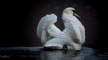 _DSC1520 Swan spreading the wings