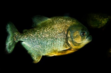 DSC02900 Pirahnas :- Piranhas belong to the subfamily Serrasalminae, which also includes closely related omnivorous fish such as pacus.
