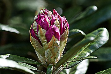 03 Rhododendron