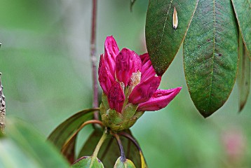 14 Rhododendron