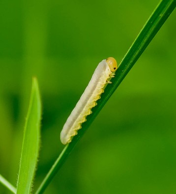 DSC07984 Light yellow caterpillar