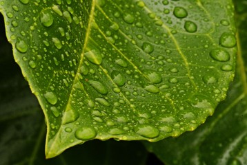 Rain Hosta leaf. Raindrops are composed of water vapor and tiny particles known as condensation nuclei.