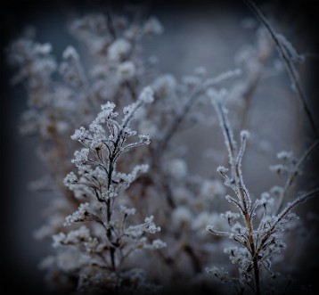 DSC06989 Flowers in winter-frost